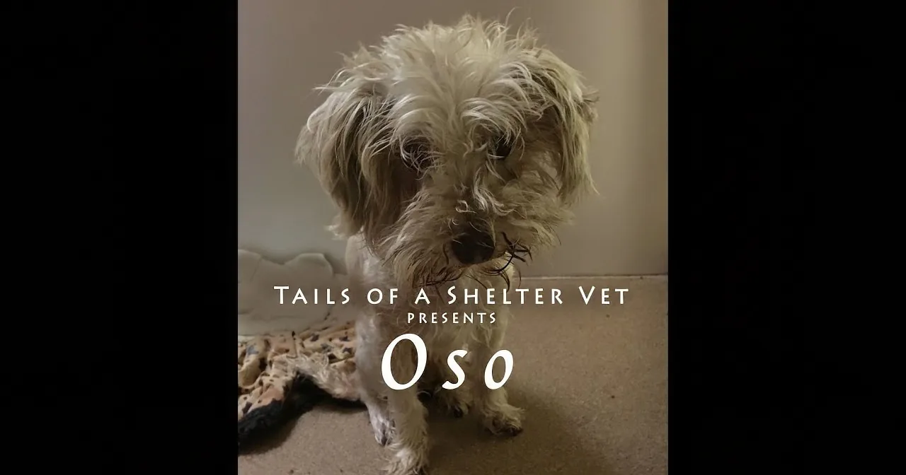 Owner Request Euthanasia for Dog, You Will Be Disgusted When You Find out Why