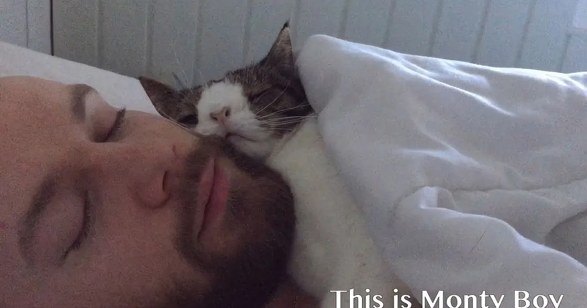 A man sleeps with a cat nestled between his face and a white blanket.
