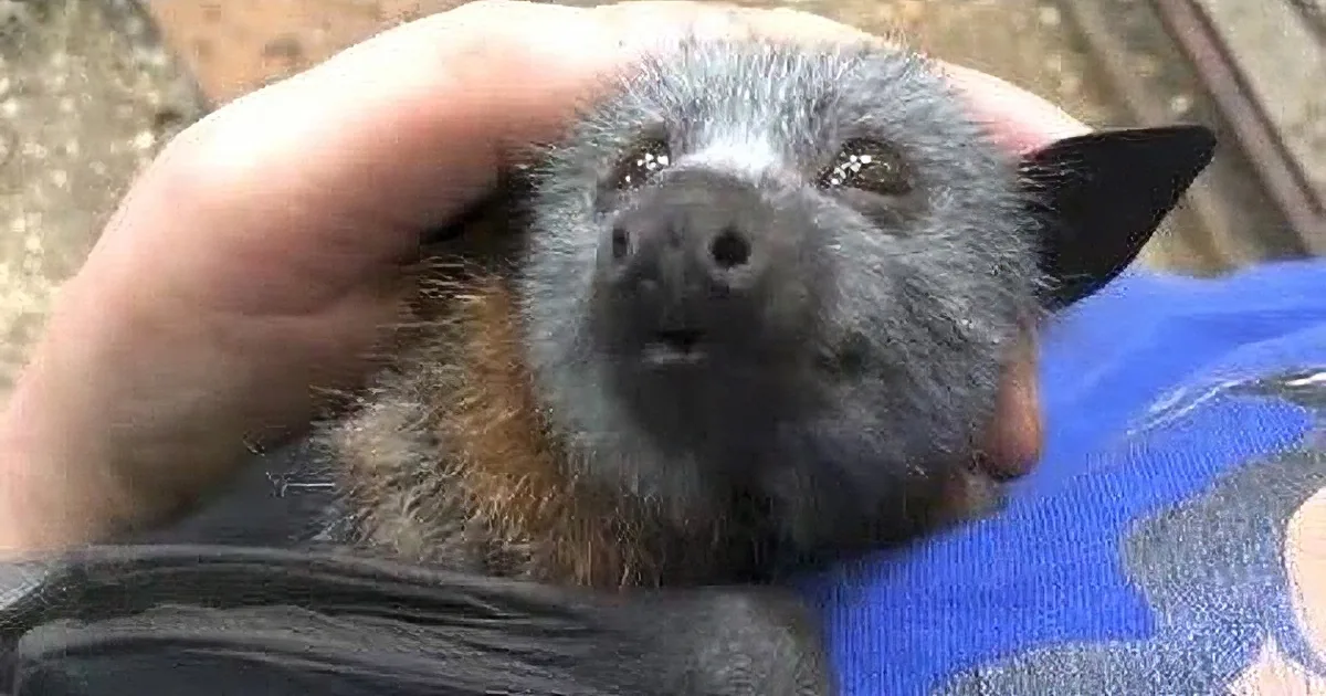 A person holds a small bat with a gray face and brown fur against a blue patterned background.