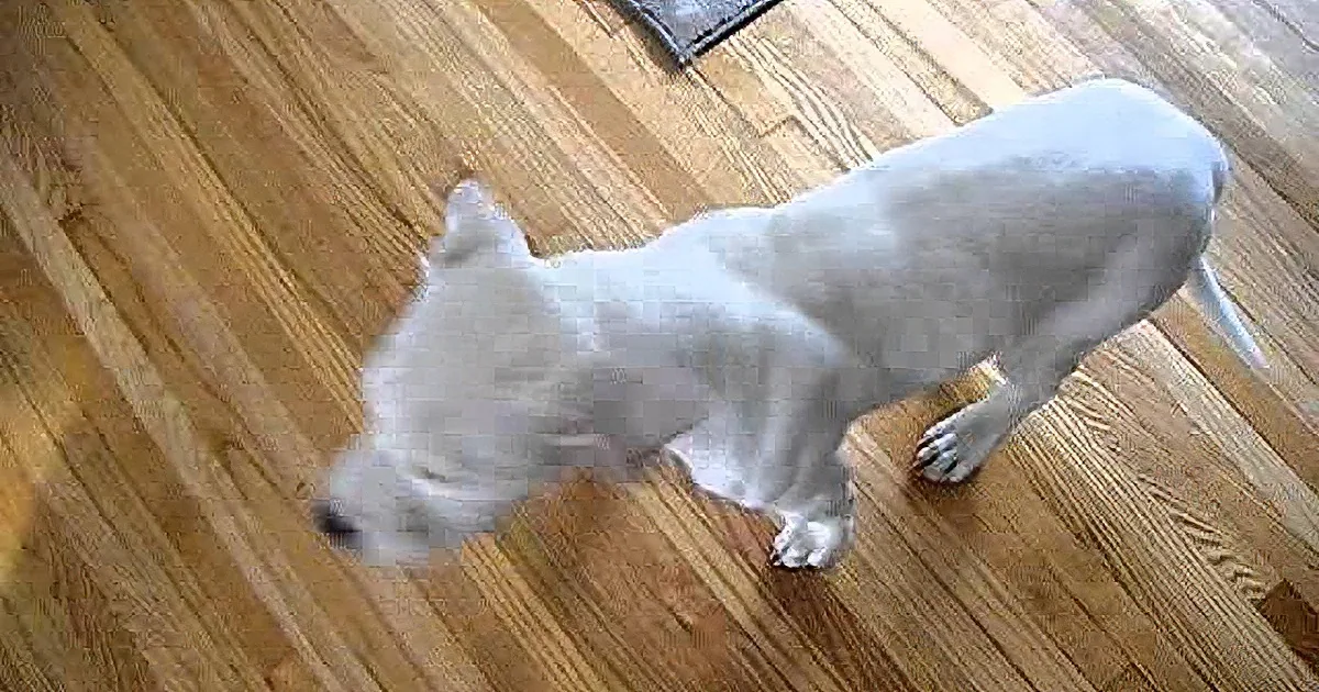 A white dog with a shaved body stands on a wooden floor, looking down.