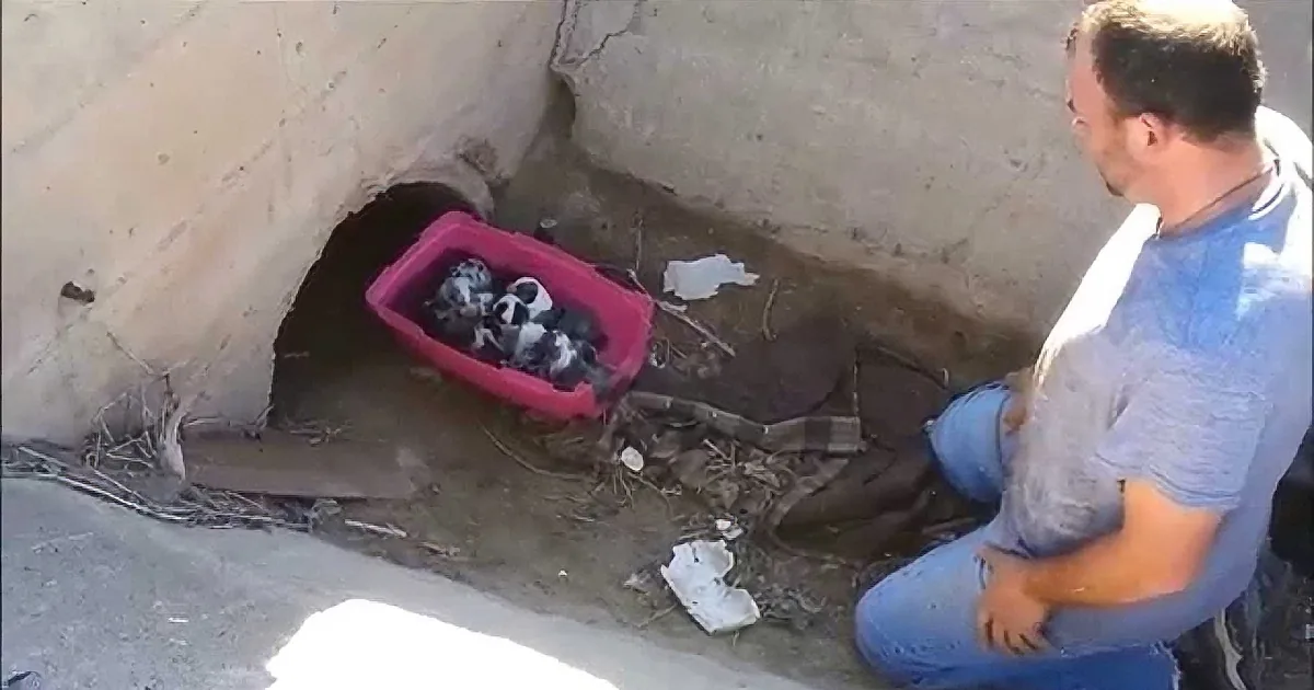 A man kneels beside a pink container filled with small animals in a concrete area.