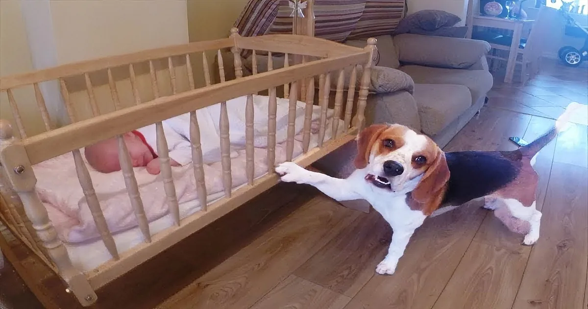 A beagle dog stands beside a baby in a crib, looking at the camera.