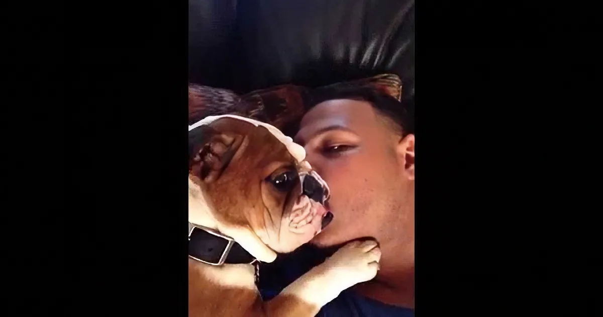 Precious Bulldog Puppy Is Born Casanova and Wants Continuous Kisses From Owner! Adorable!
