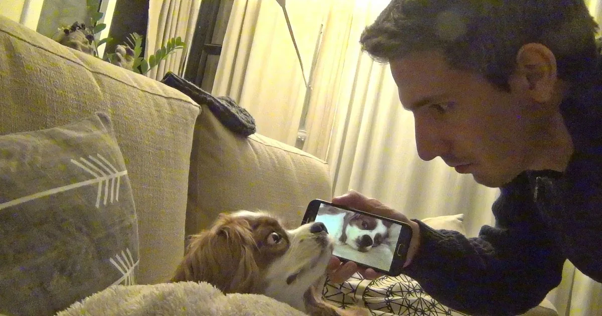 Snoring Spaniel Gets Pranked by Human, Watch Her Wake up to Her Own Snores! LOL!