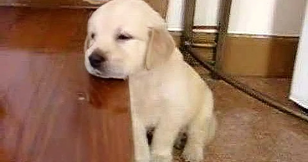 Watch How Precious Retriever Puppy Fights to Stay Awake, Falls Asleep on the Stairs - Adorable!