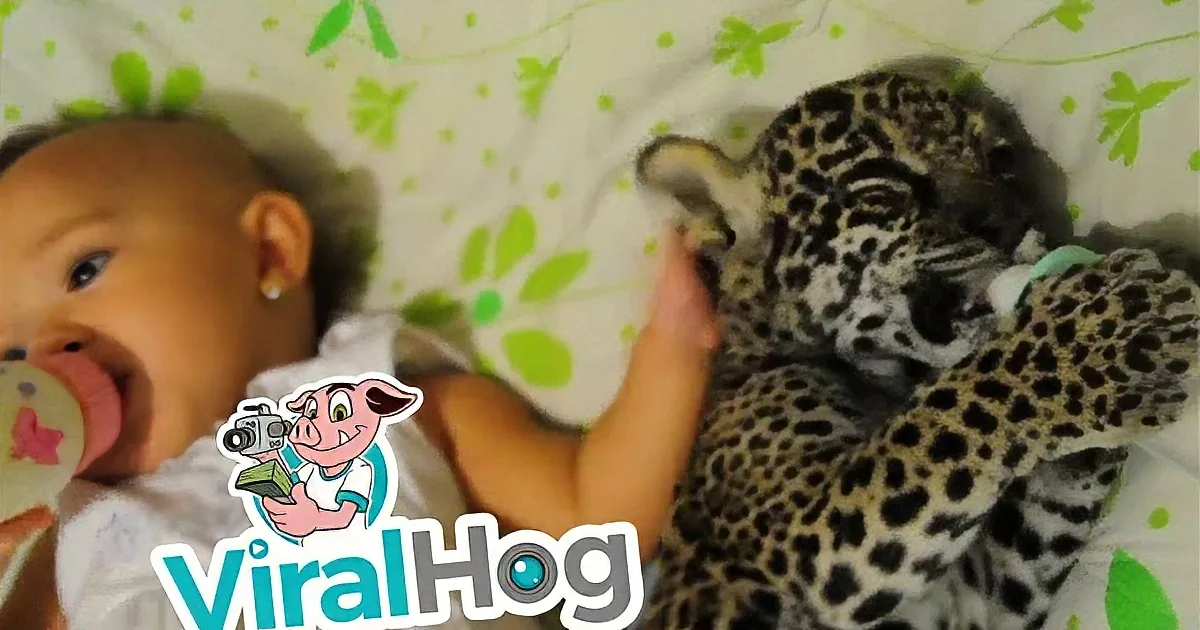 Infant and Jaguar Have Breakfast in Bed, Did I Hear That Correctly? OMG!