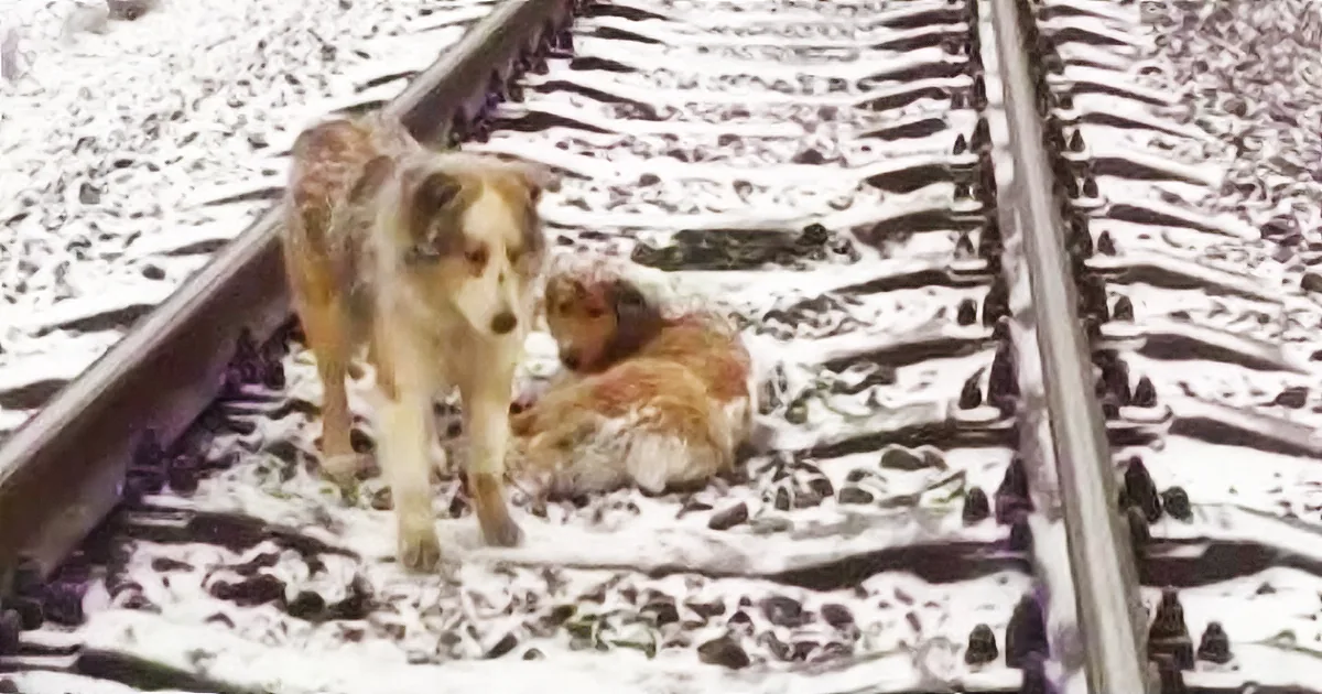 Two dogs, one standing and one lying down, are on a snowy railway track.