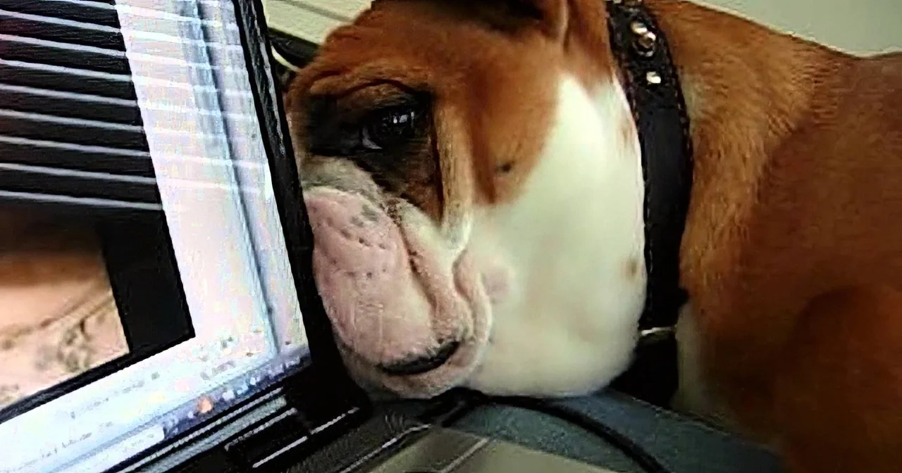 Confused Dog Searches for Canine Behind Laptop Screen..adorable!