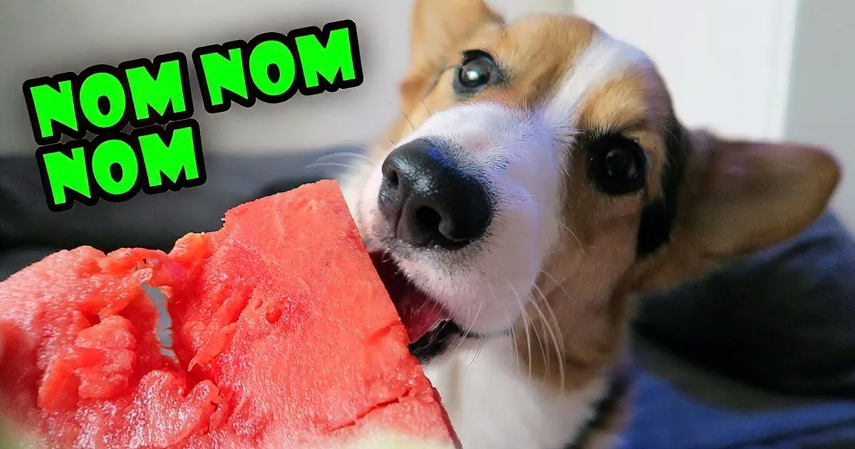 Adorable Corgi Puppy Taste Testing Fruits and Veggies for First Time.. Amazing!