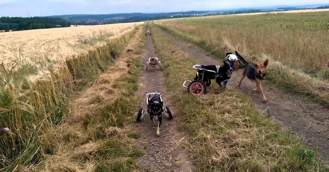Dogs in wheelchairs walk along a dirt path surrounded by fields.