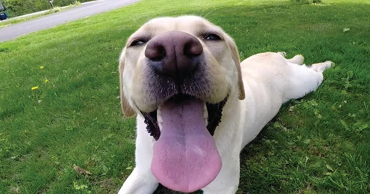 A happy yellow Labrador Retriever lies on grass, tongue out, looking up.