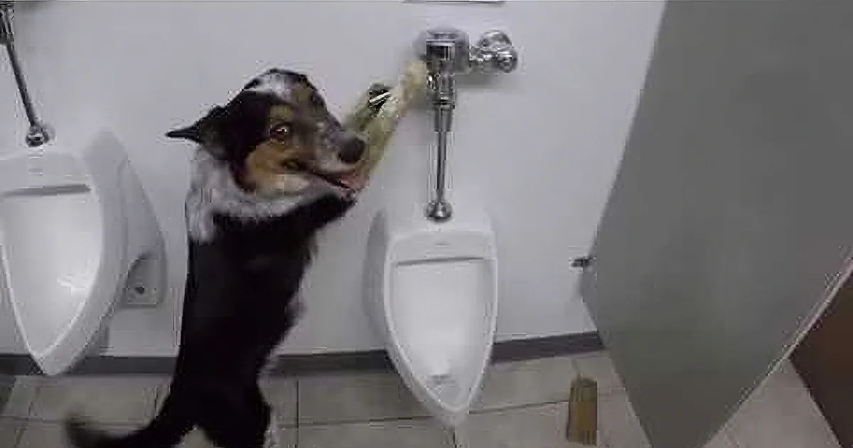 Unique Dog Learns to Use and Flush Urinal! Did I Hear That Correctly?