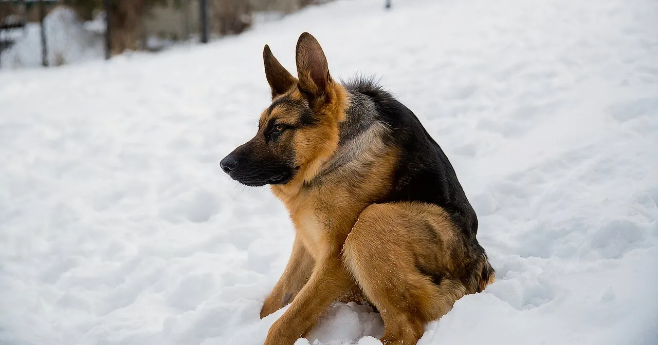 A German Shepherd dog sits in the snow, looking to the left with its ears perked up.