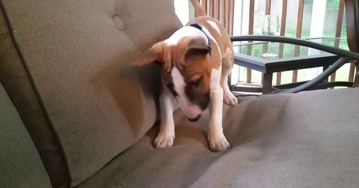 A puppy with a blue collar is climbing up a beige couch.
