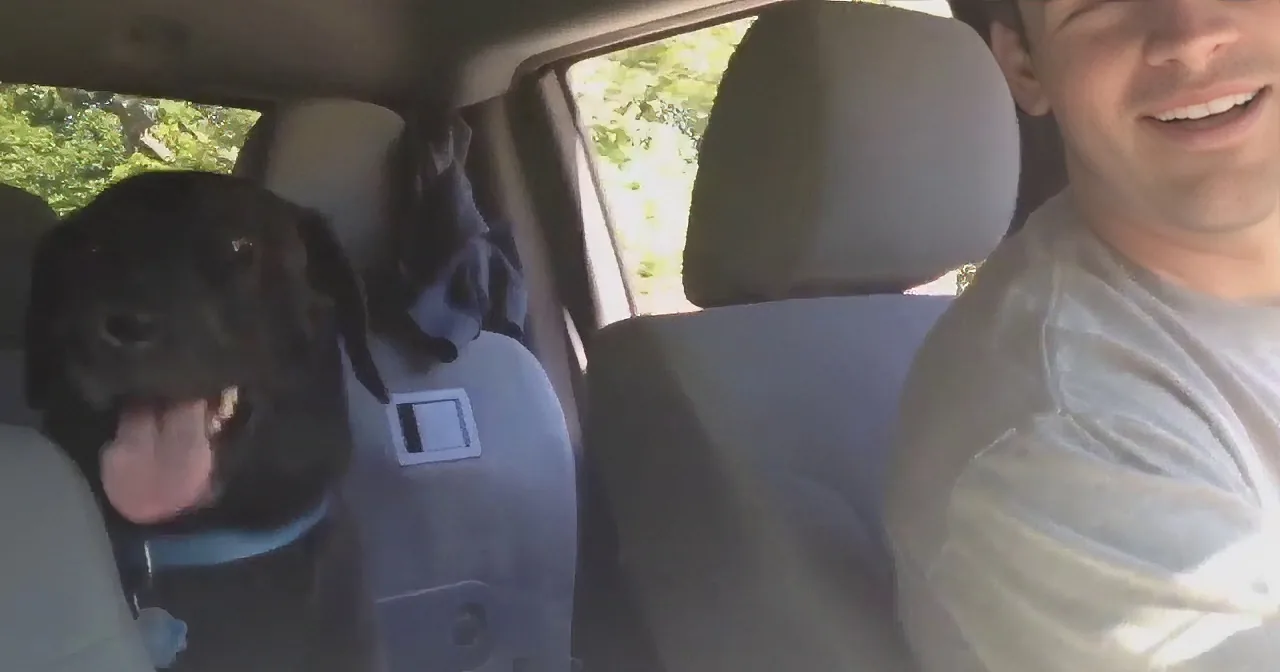 Labrador Retriever Cutest Backseat Driver Ever!