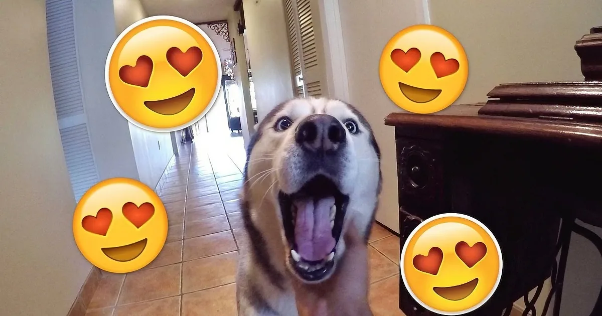 A happy dog with heart eyes surrounded by heart emojis in a home setting.