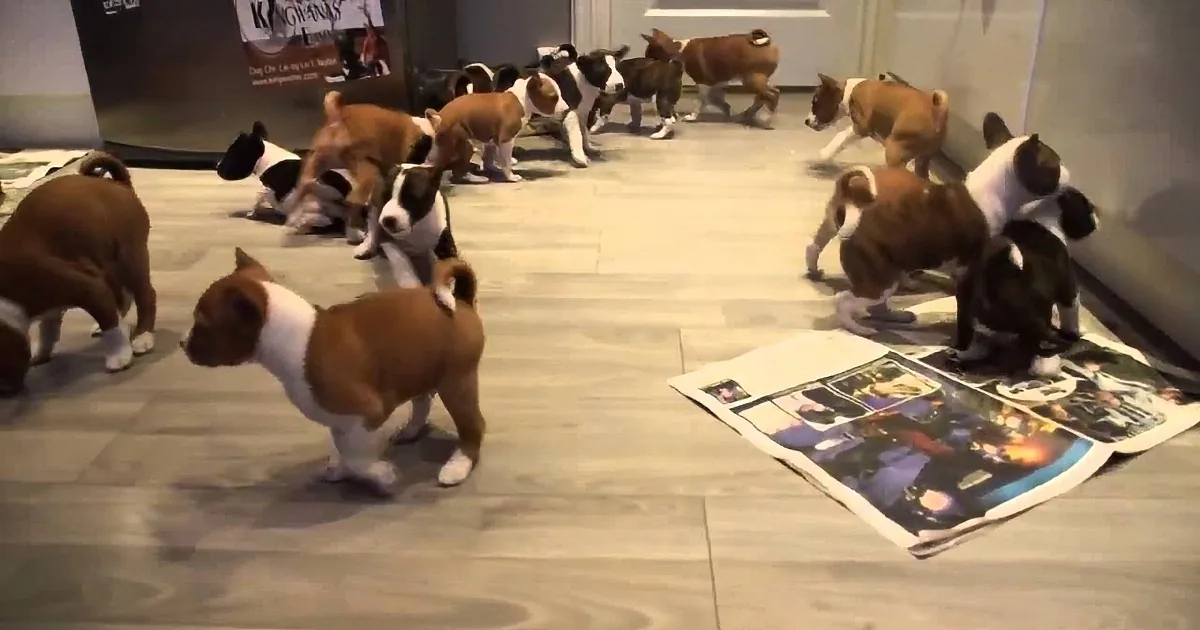 A group of playful puppies, mostly brown and white, are scattered across a tiled floor, interacting with each other and...