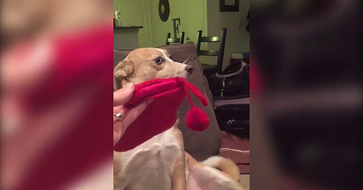 A dog is playfully interacting with a red plush toy, with a cozy indoor setting in the background.