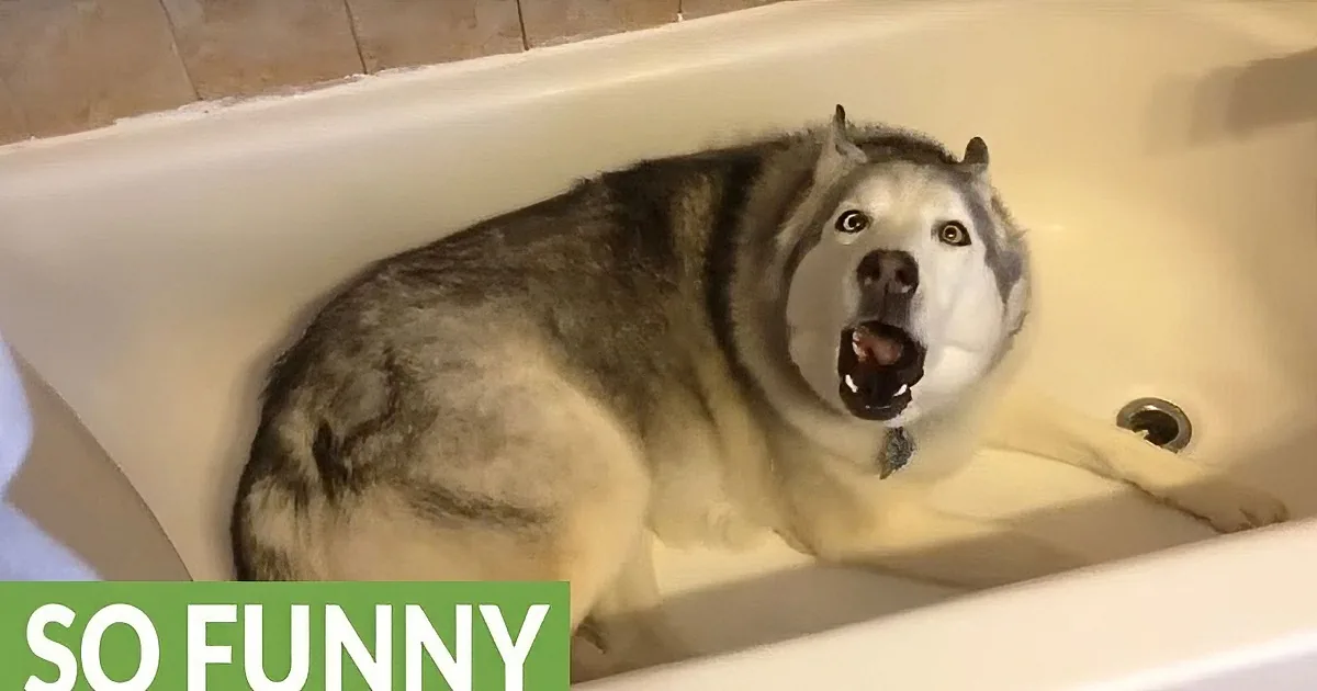 Stubborn Husky Throws a Fit and Howls When He Doesn''t Get a Bath!