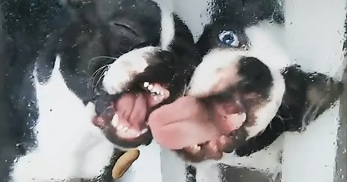 A playful black and white dog bites a person's hand, with a blurry background and a few scattered images.