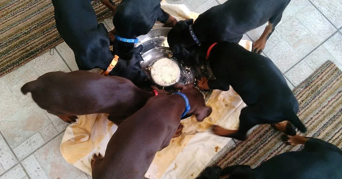 Adorable Puppies Form World''s Cutest Pinwheel During Feeding Time.. so Cute!