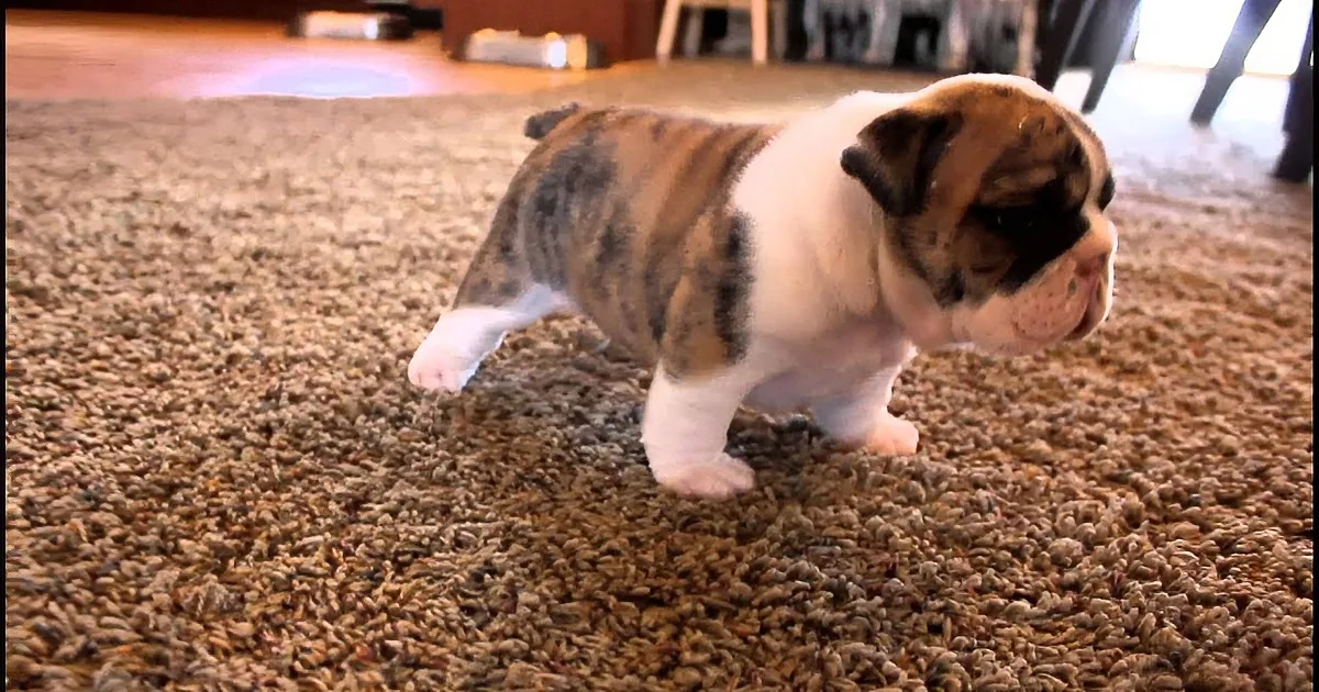 English Bulldog Puppies'' First Steps Ever Caught on Camera! Awww.