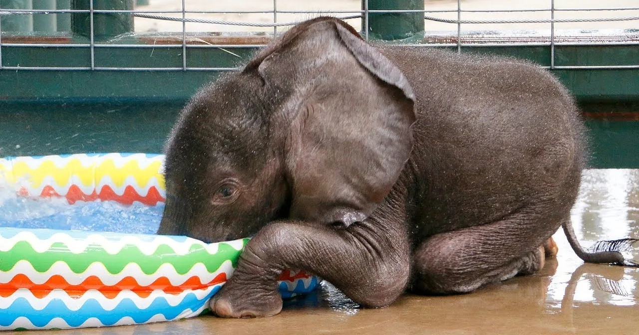 At the Dallas Zoo, This Baby Elephant Loves to Play With His Bath
