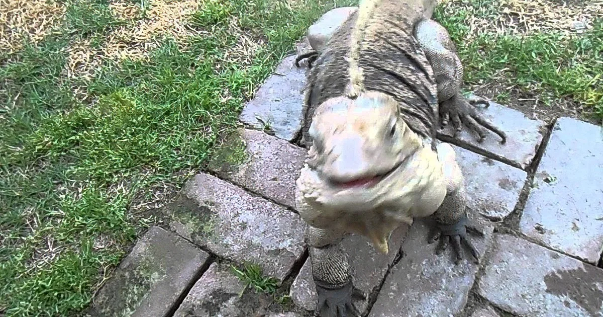 Unusual Pet Greets Owner in a Very Dog-Like Way