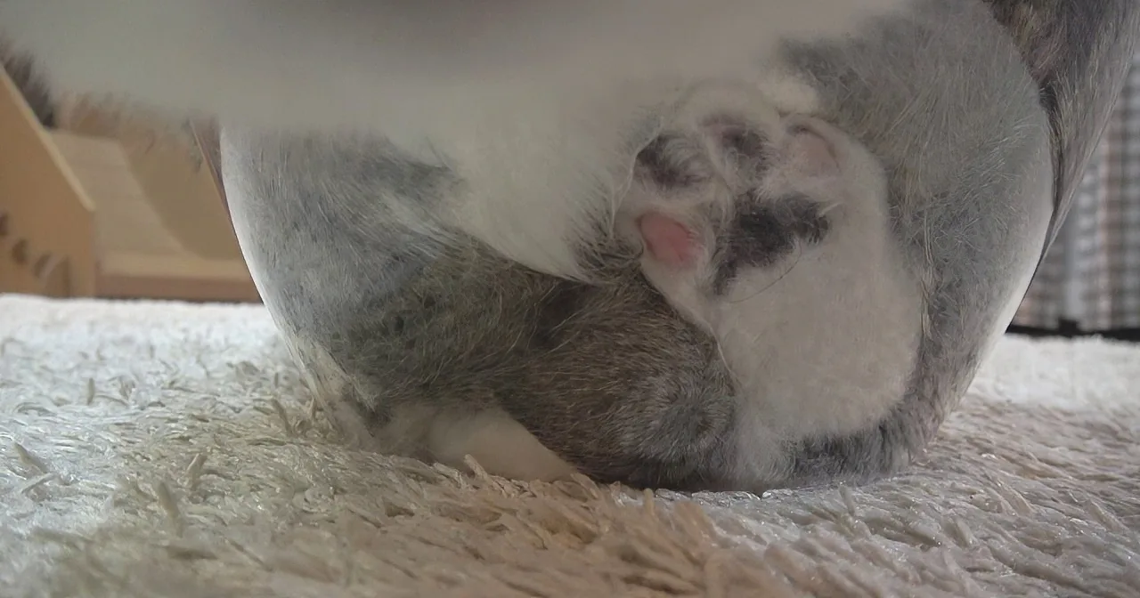 Famous Internet Sensation Maru the Cat Snuggles Into Tiny Glass Bowl.. Hilarious!