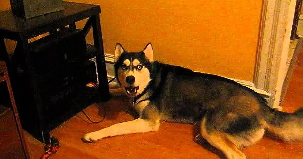 Heartbroken Husky Throws Temper Tantrum When Loses Fav Bone - Adorable!