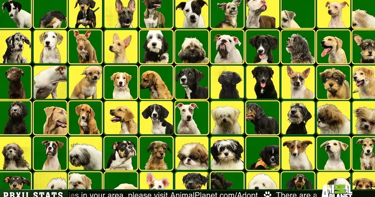 Puppies Bowl Over Spectators at Puppy Bowl XII, Who Will Win the Series?