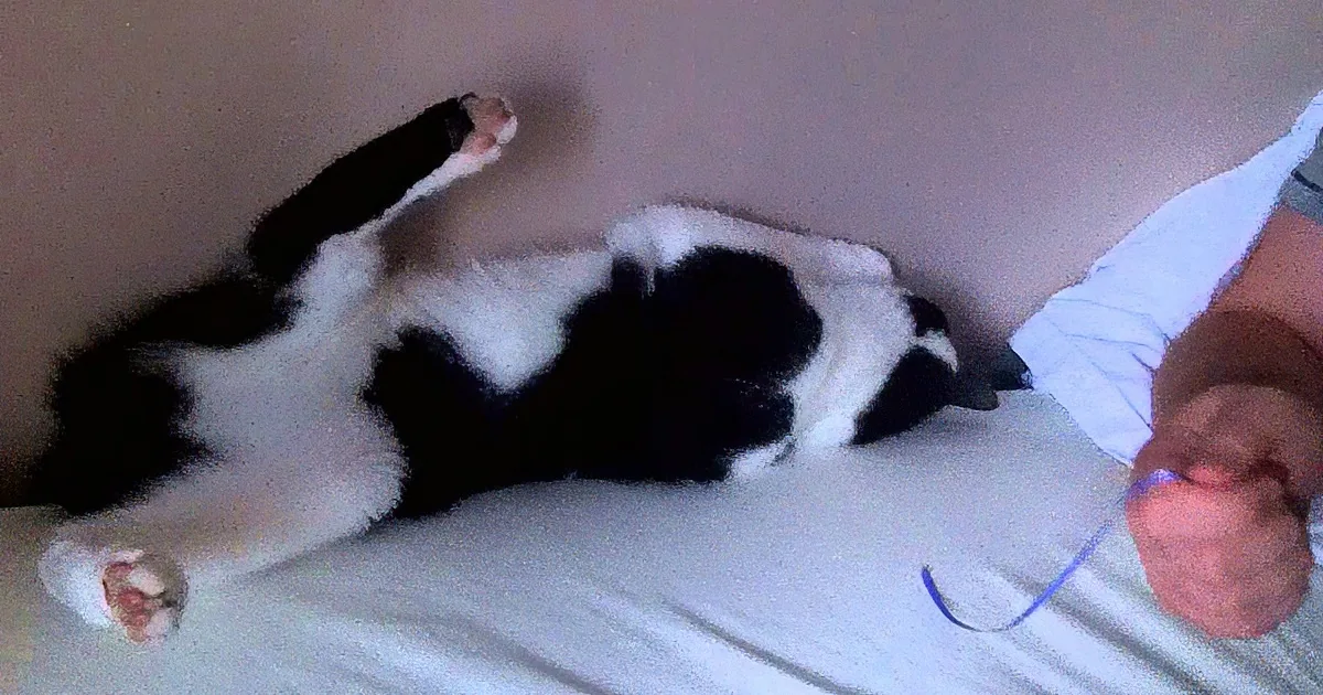 Playful Apollo Gets Swallowed up by Black Hole, the Bed Monster Strikes Again!
