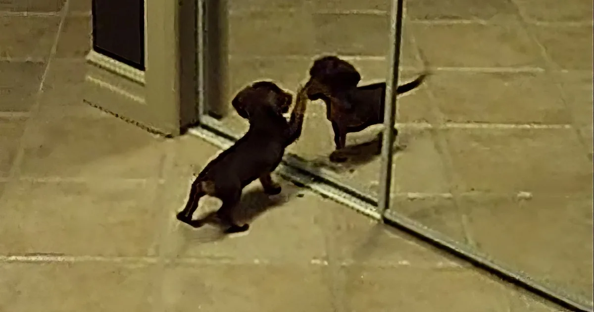 Adorable Dachshund Puppy Is Confused by Mirror..