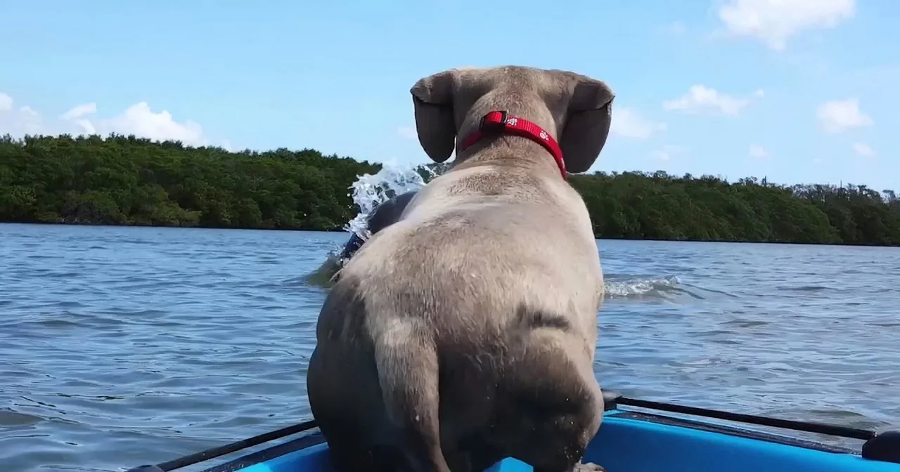 A dog wearing a red collar sits in a blue kayak, facing away, with water splashing behind it.