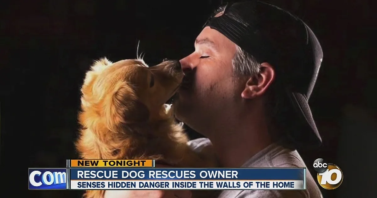A rescue dog sniffs a man's face, with a news caption about the dog saving its owner.