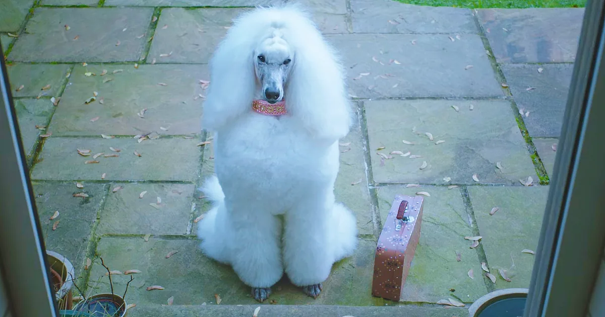 A fluffy white poodle with a red collar stands on a stone patio, looking up.