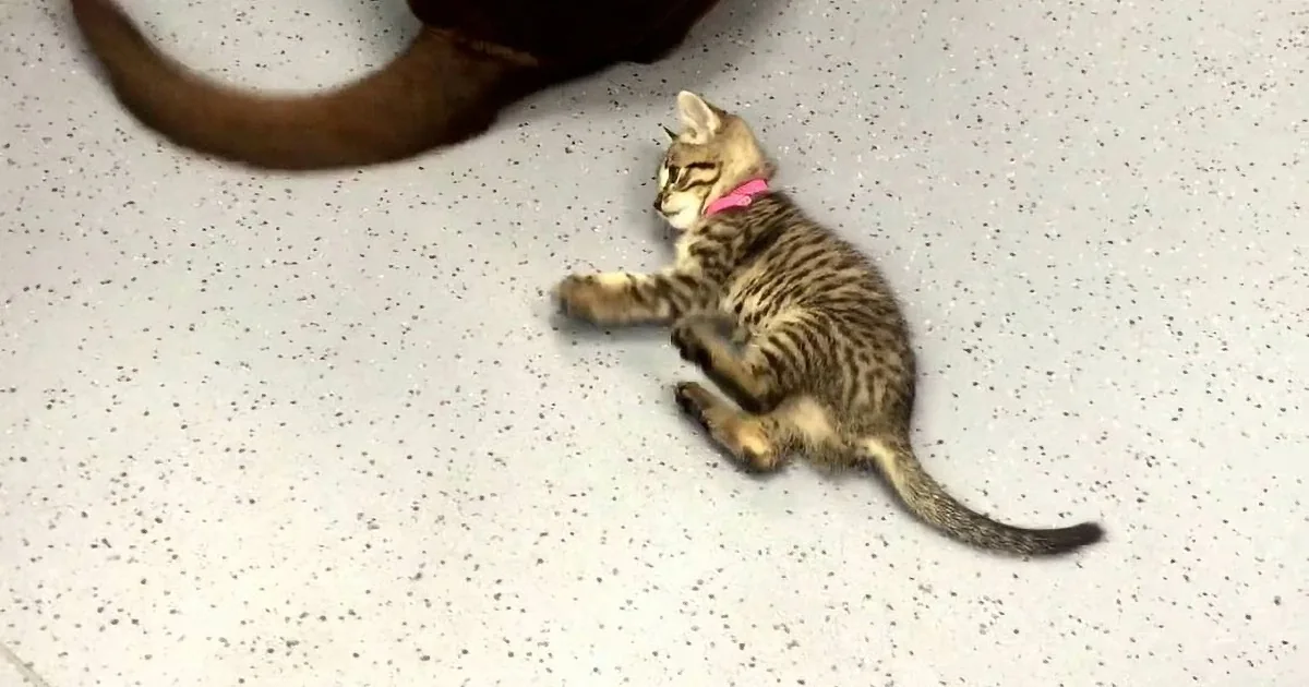 A playful kitten with a pink collar lies on its back on a speckled floor, tail extended.