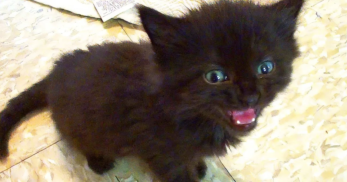 Abandoned Tiny Kitten With a Big Meow!
