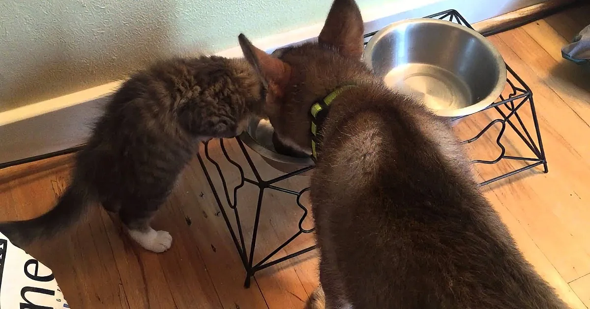 A cat and a kitten share a bowl of water on a raised stand.