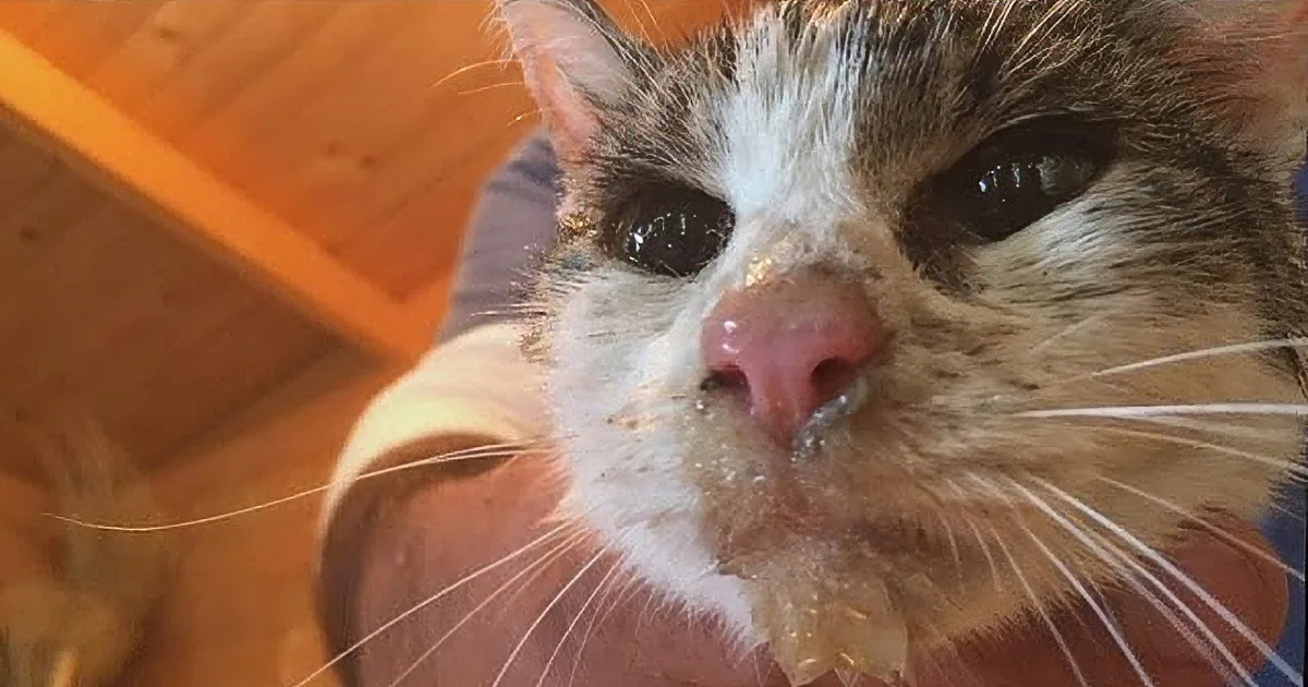 A close-up of a cat with a wet nose, whiskers, and a curious expression.