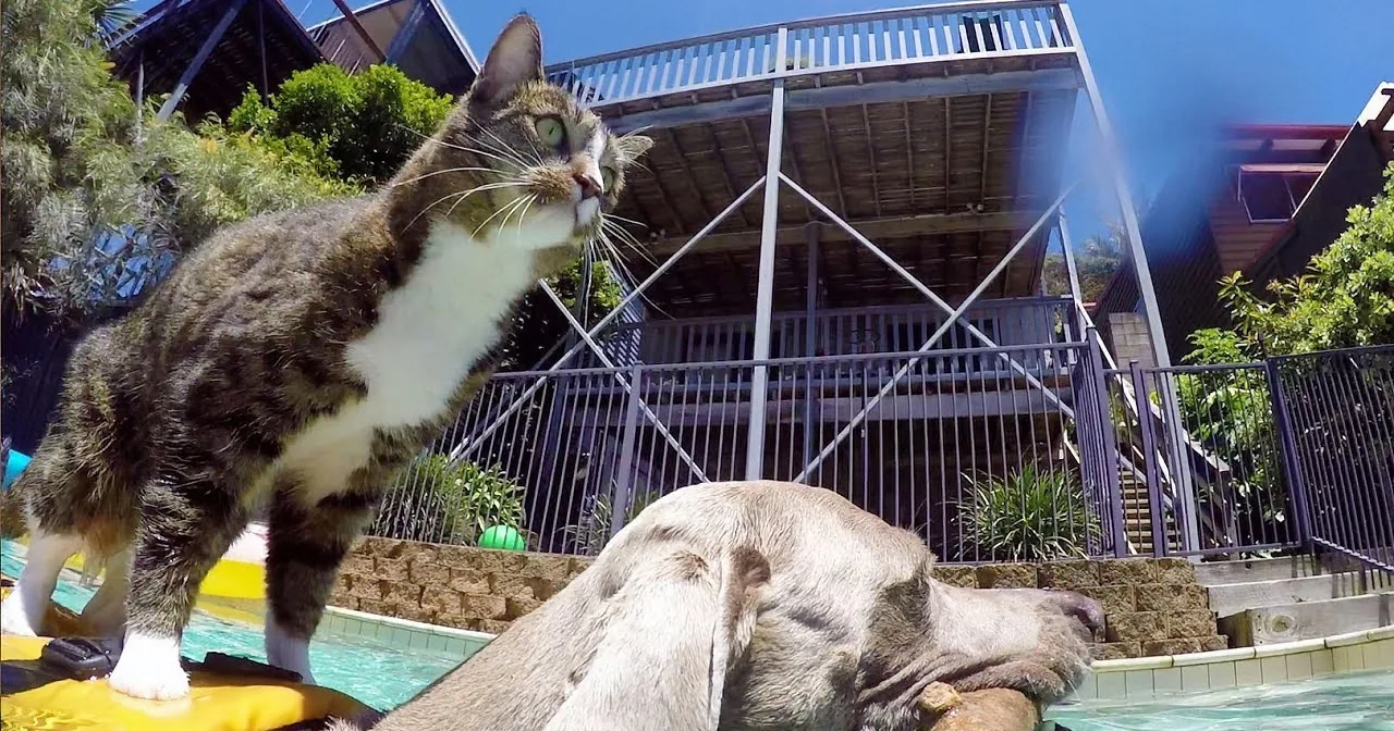 A cat stands on a yellow object near a pool, with a dog sleeping on the edge of the pool in the background.