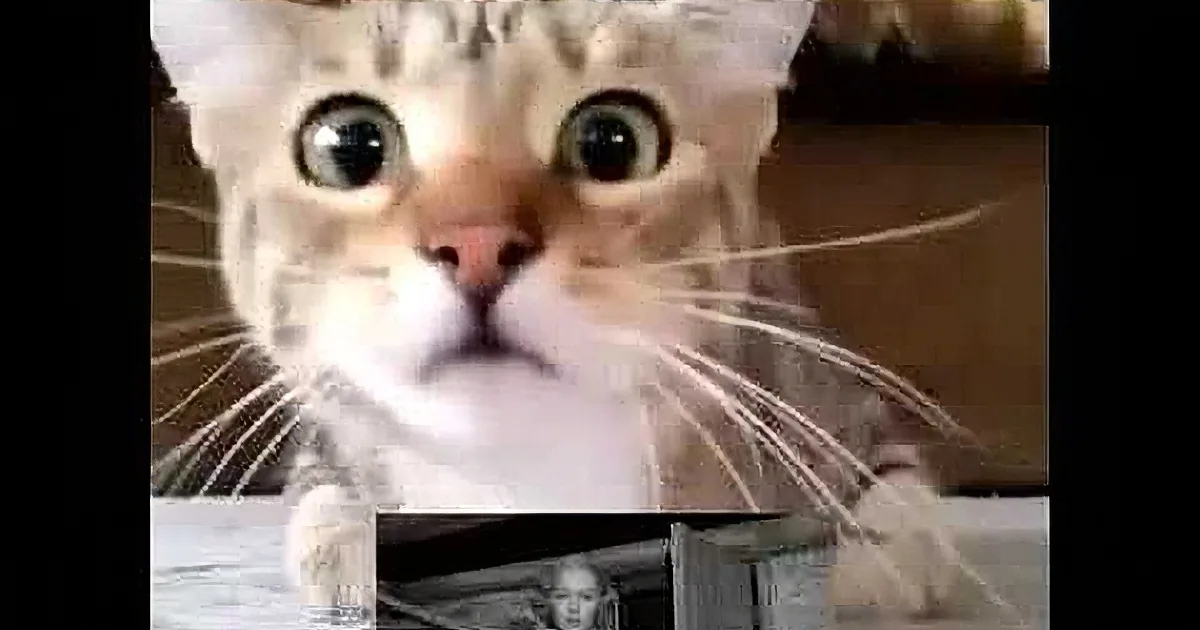 A surprised cat with wide eyes and whiskers, surrounded by smaller images of a cat's paw and a person's hand.