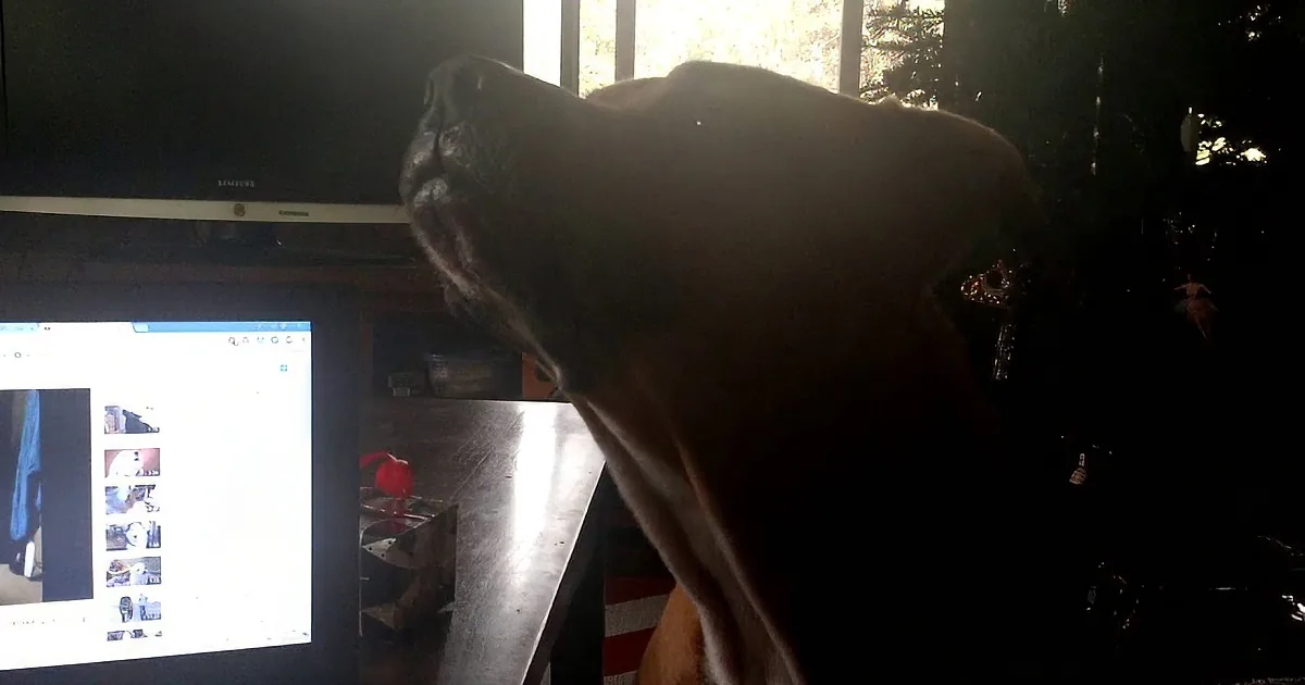 A dog with its mouth open is in front of a laptop displaying a photo gallery.