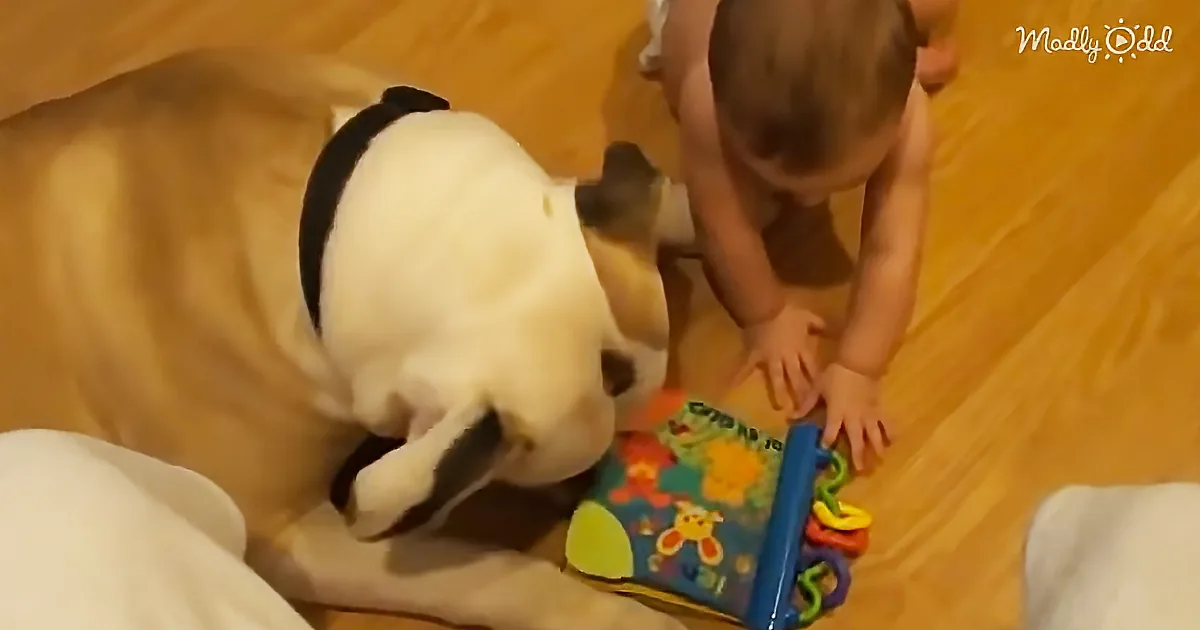 A baby and a dog are interacting with a colorful toy on a wooden floor.
