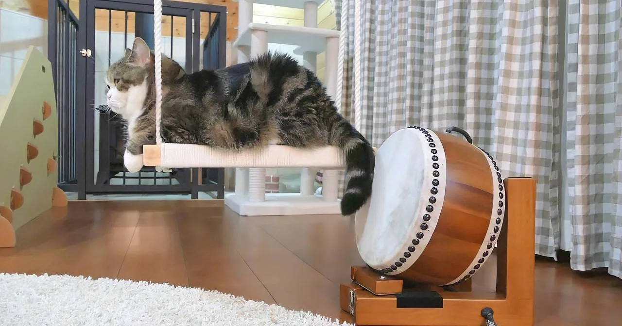 A tabby cat lounges on a cat tree, with a large taiko drum in the foreground and a checkered curtain in the background.