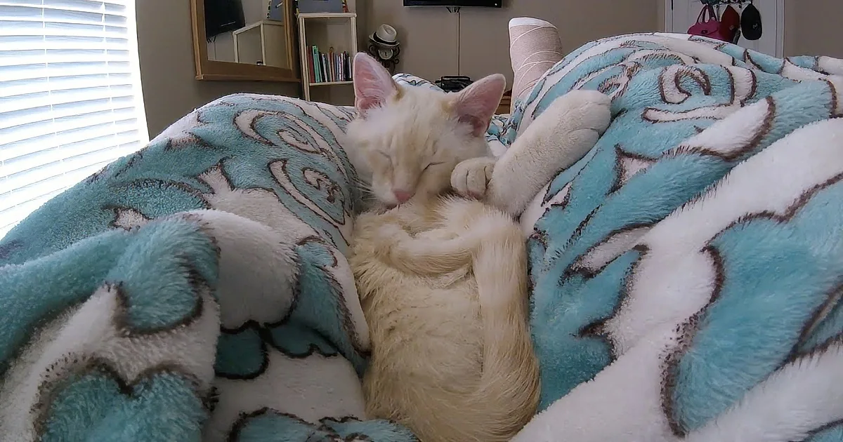 A white cat is curled up on a blue floral blanket, appearing to be asleep.