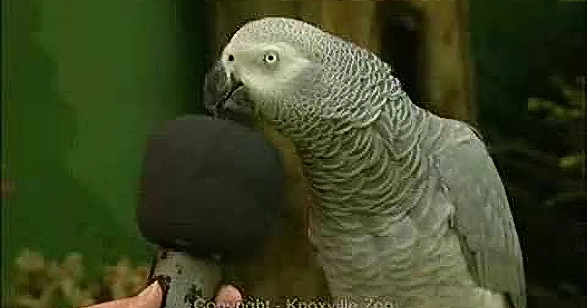 Parrot Is Asked How He Views Himself. I Fell out of My Chair at His Answer!