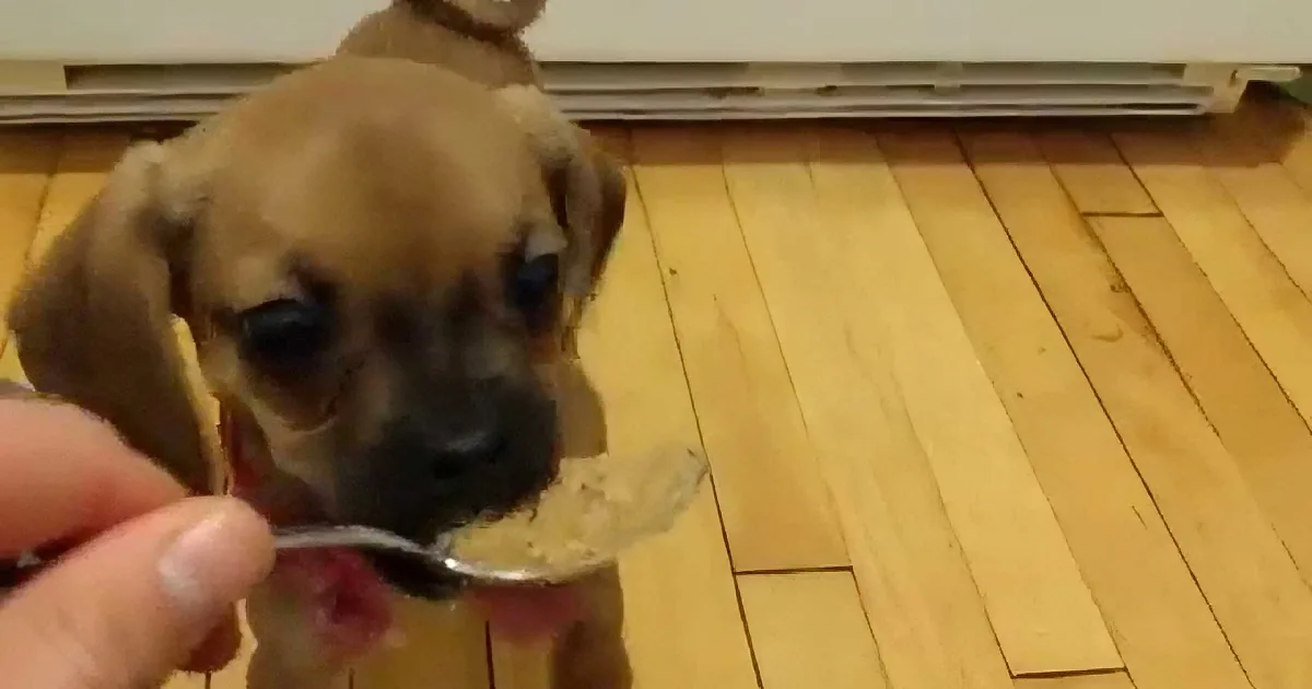 Puppy Gets Her First Taste of Peanut Butter. Yes, It''s That Much Fun to Watch, I Promise