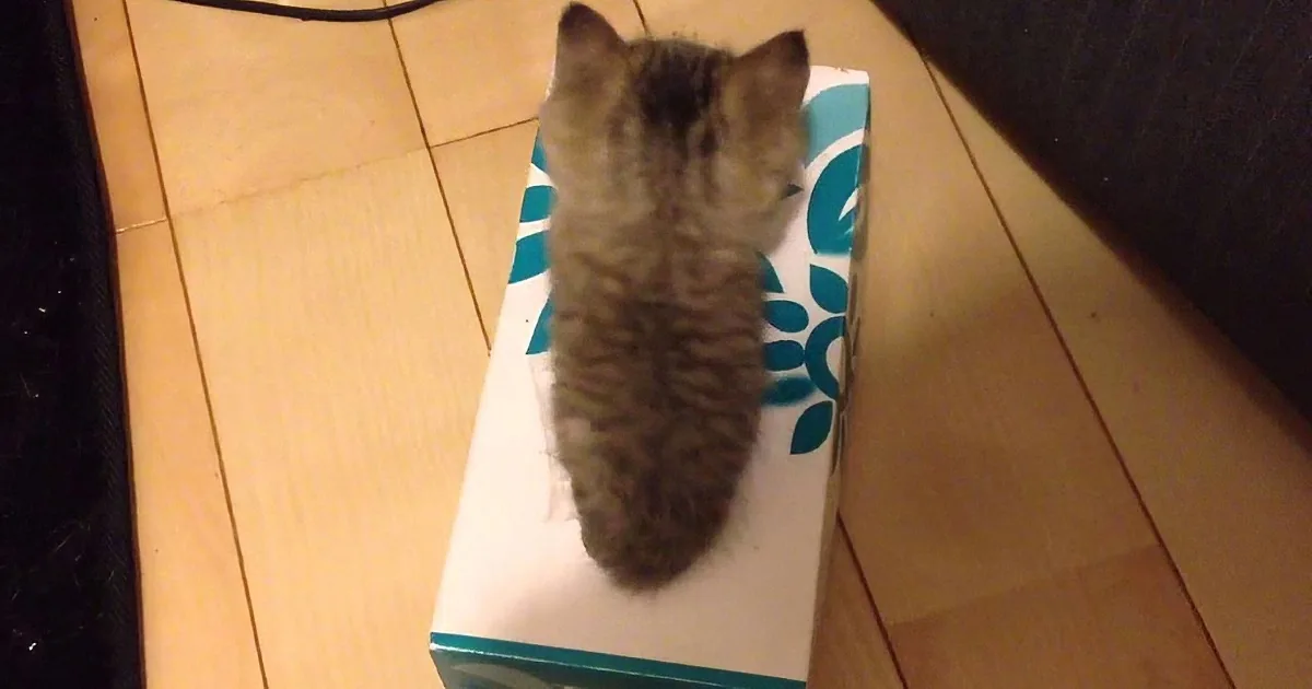 A fluffy gray kitten stands on a white box with blue patterns on a wooden floor.