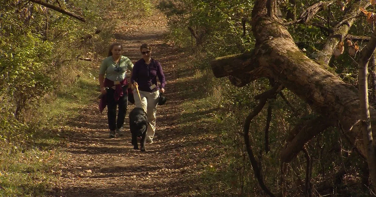 Two women walk dogs on a forest trail, surrounded by trees and fallen leaves.